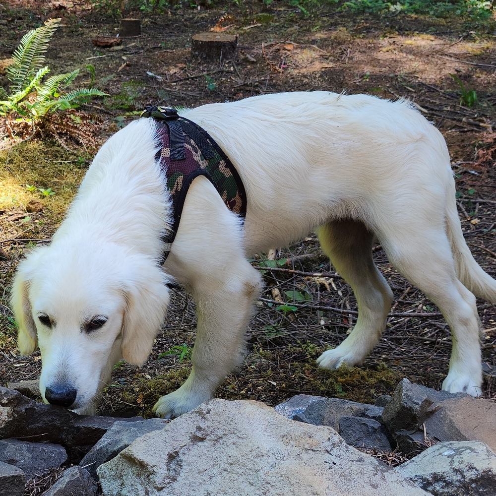 Meet your Posher, Lacey